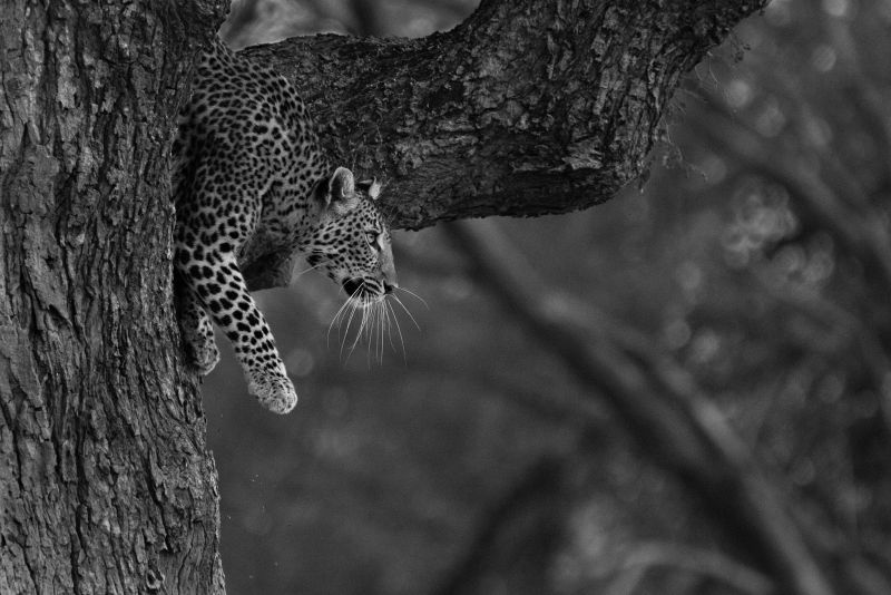 A leopard resting in a tree